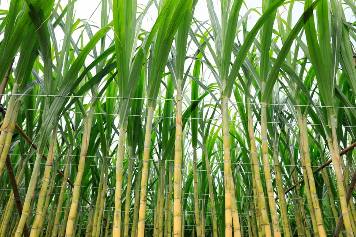 SRA-and-HPCo-Collaborate-on-Organic-Pest-Management-to-Protect-Negros-Sugarcane-Farms